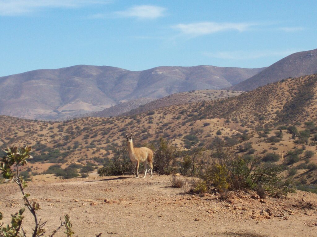 Guanaco en El Durazno