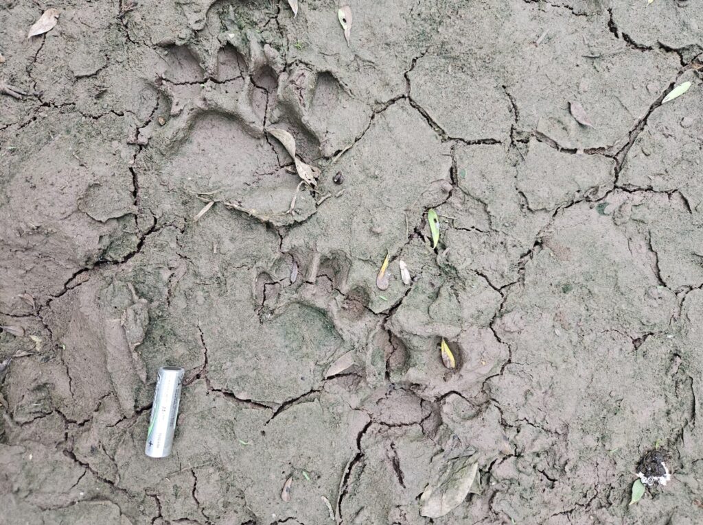Huellas Nala y cachorro. Foto: Leandro Lencina - Rewilding Argentina