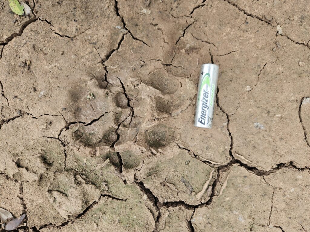 Huellas Nala y cachorro. Foto: Leandro Lencina - Rewilding Argentina