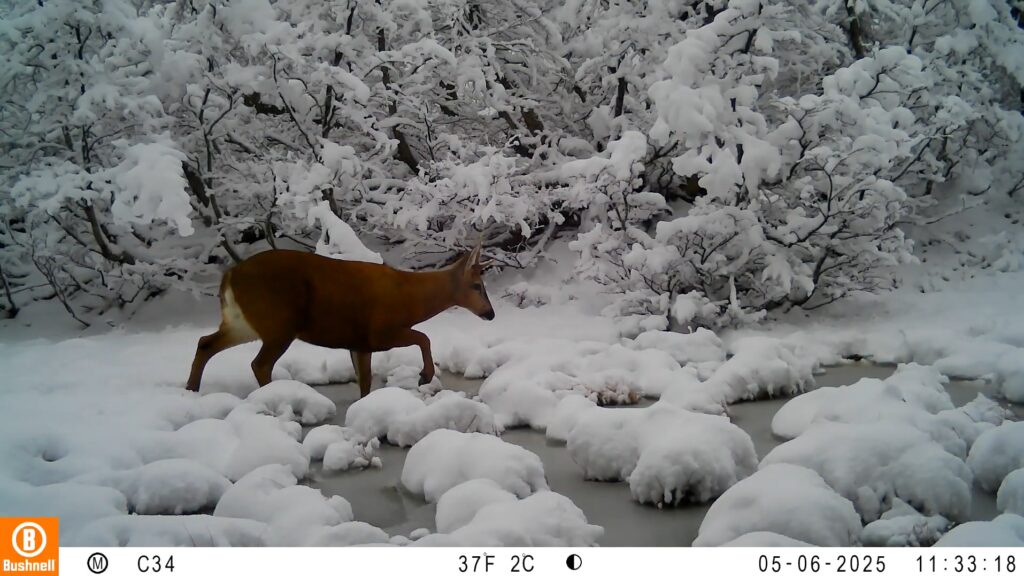 Huemul en nieve capturado por cámara trampa. Foto: Puelo Patagonia