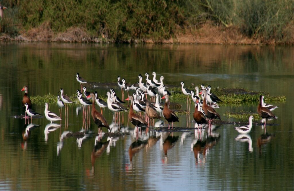 El humedal artificial del Ecoparque es hogar de una variedad de aves acuáticas, entre las que son especialmente notables las aves playeras y los patos. Foto: cortesía Víctor Ayala