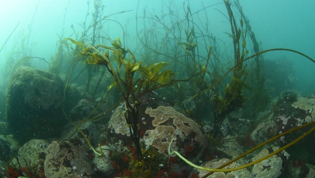 Bosques de huiro flotador (Macrocystis pyrifera). Créditos: Bosques Submarinos (@bosque_huiro)
