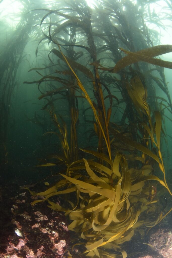 Bosques de huiro flotador (Macrocystis pyrifera) en Coliumo, Región del Bío Bío. Créditos: Bosques Submarinos (@bosque_huiro)