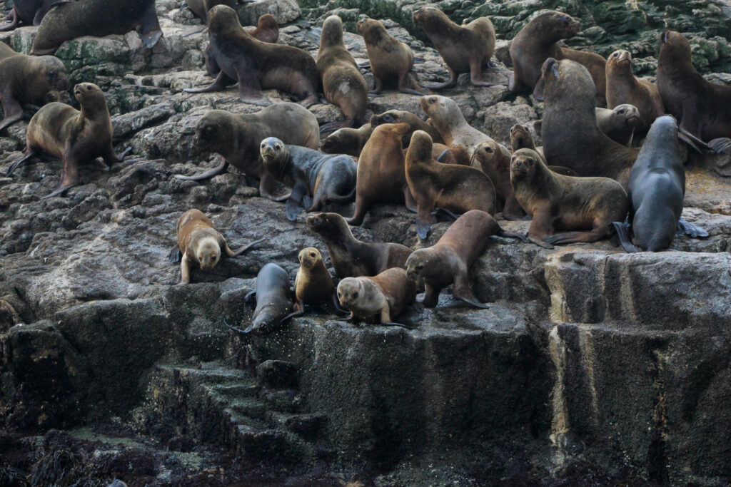 Lobos marinos (Otaria flavescens). Créditos: ©Tamara Núñez