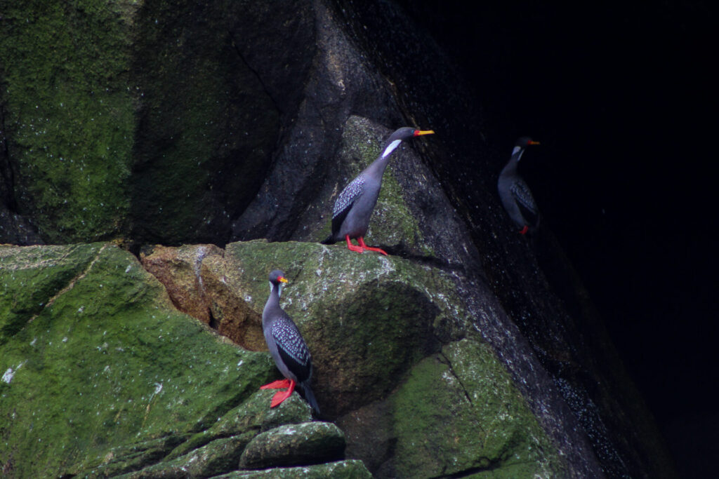 Cormorán lile (Poikilocarbo gaimardi). Créditos: ©Tamara Núñez
