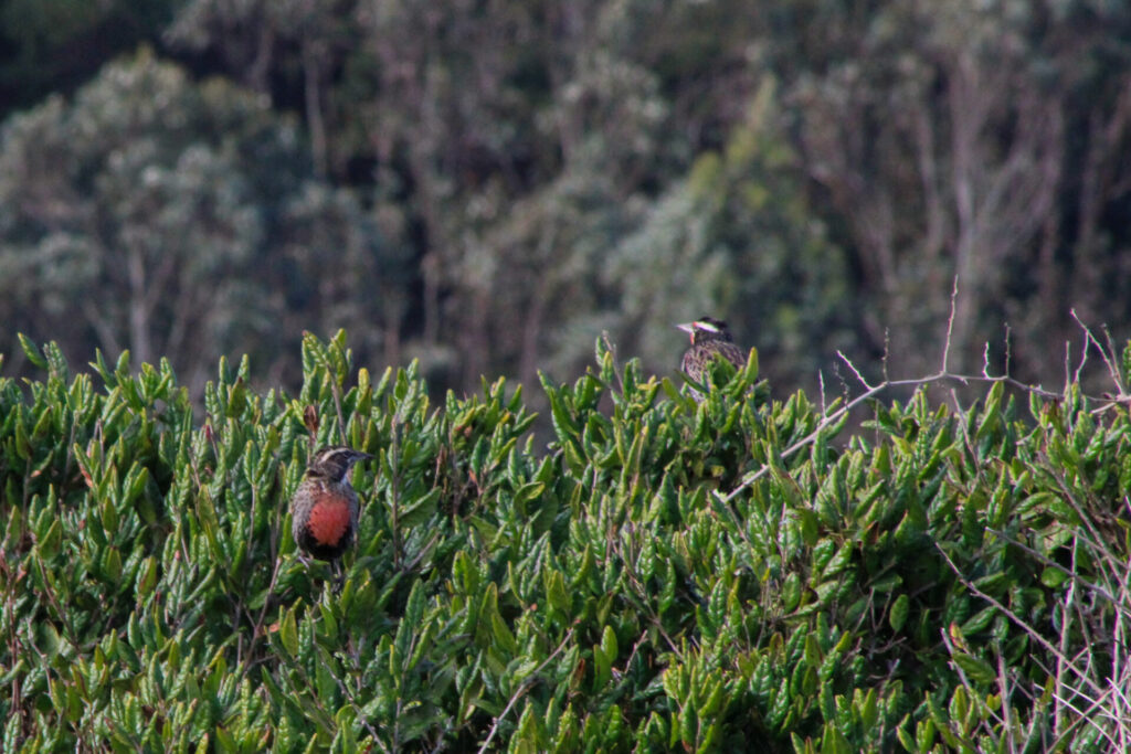 Pareja de loicas (Leistes loyca). Créditos: ©Tamara Núñez
