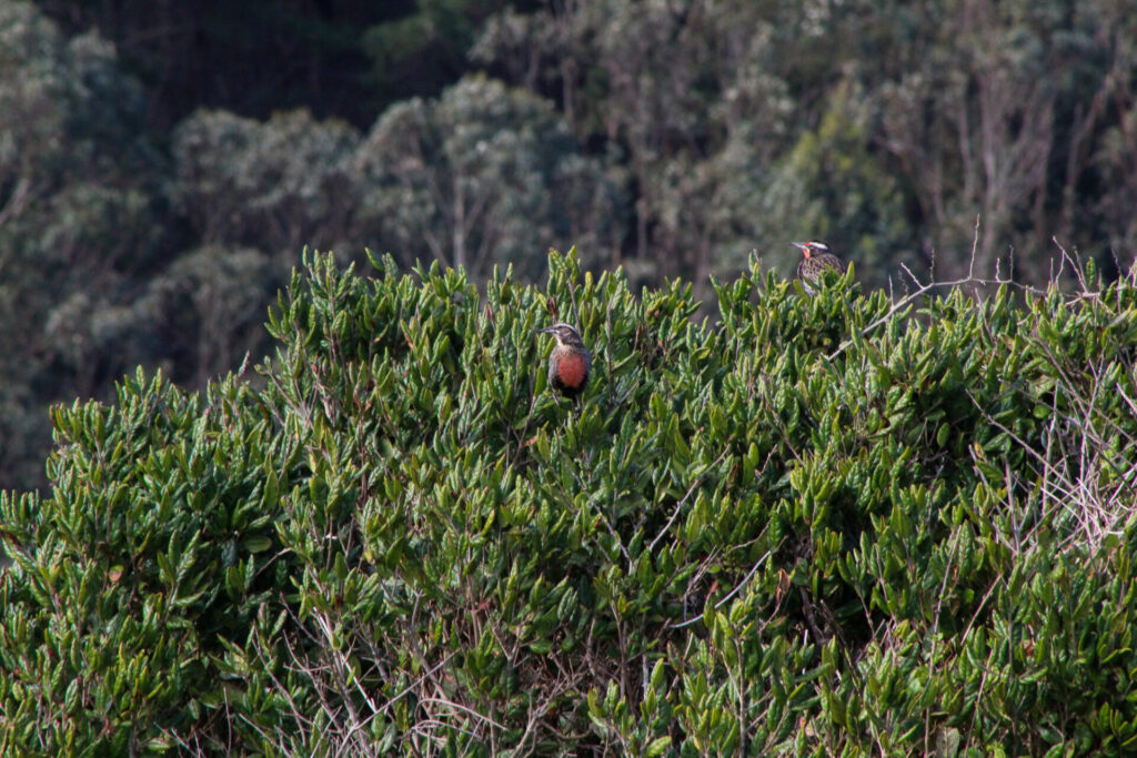 Pareja de loicas (Leistes loyca). Créditos: ©Tamara Núñez
