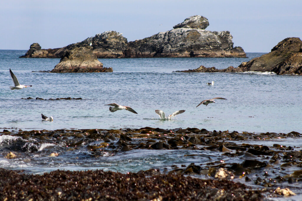 Playa Los Burros, Península de Hualpén. Créditos: ©Tamara Núñez