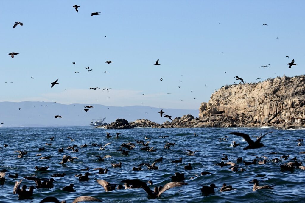 Cormoranes en Caleta Chome. Créditos: ©Jonathan Rivas @pacificdive.cl