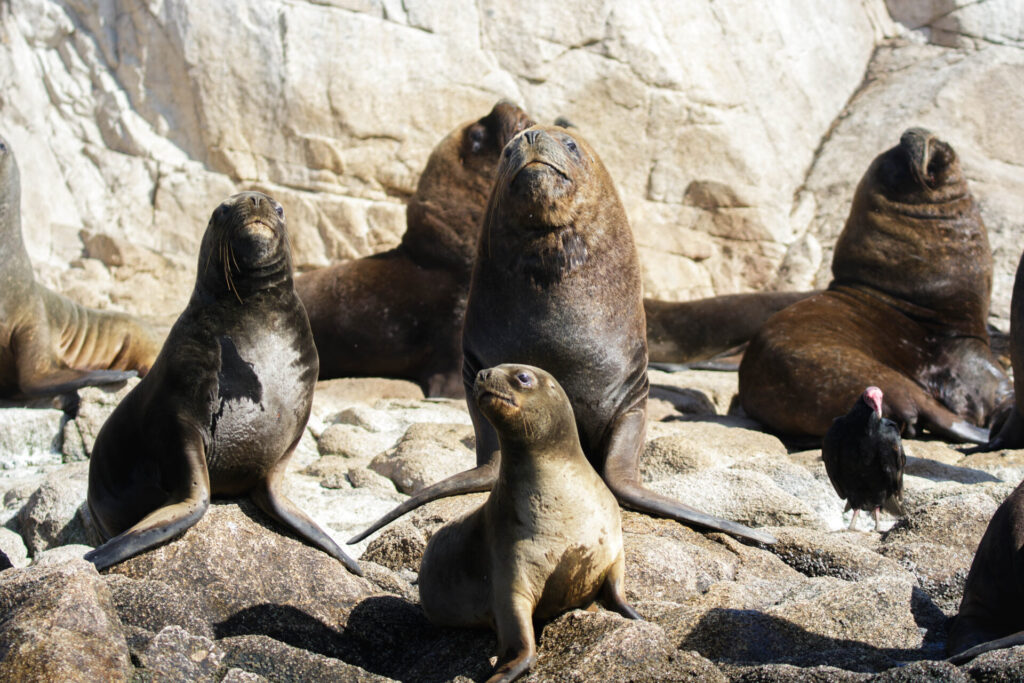Lobos marinos (Otaria flavescens). Créditos: ©Jonathan Rivas @pacificdive.cl