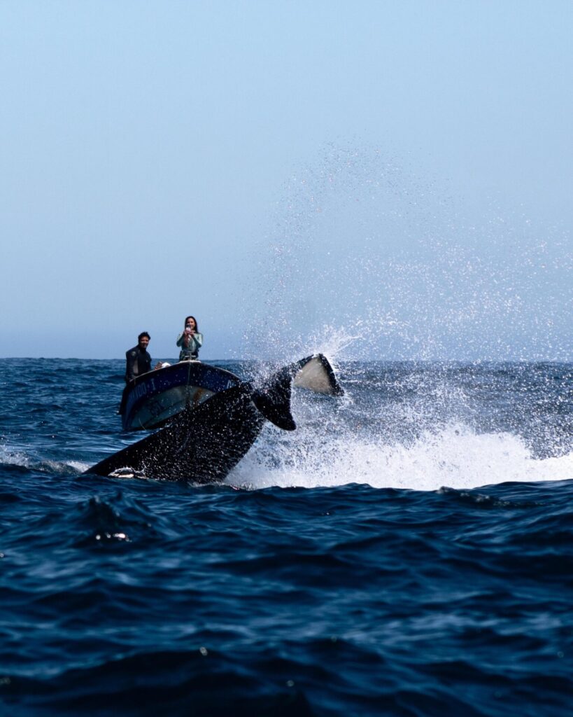 Ballena jorobada. Créditos: ©Jonathan Rivas @pacificdive.cl