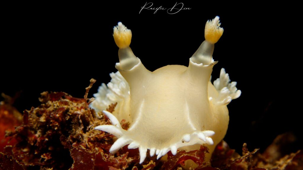 Nudibranquio. Créditos: ©Jonathan Rivas @pacificdive.cl