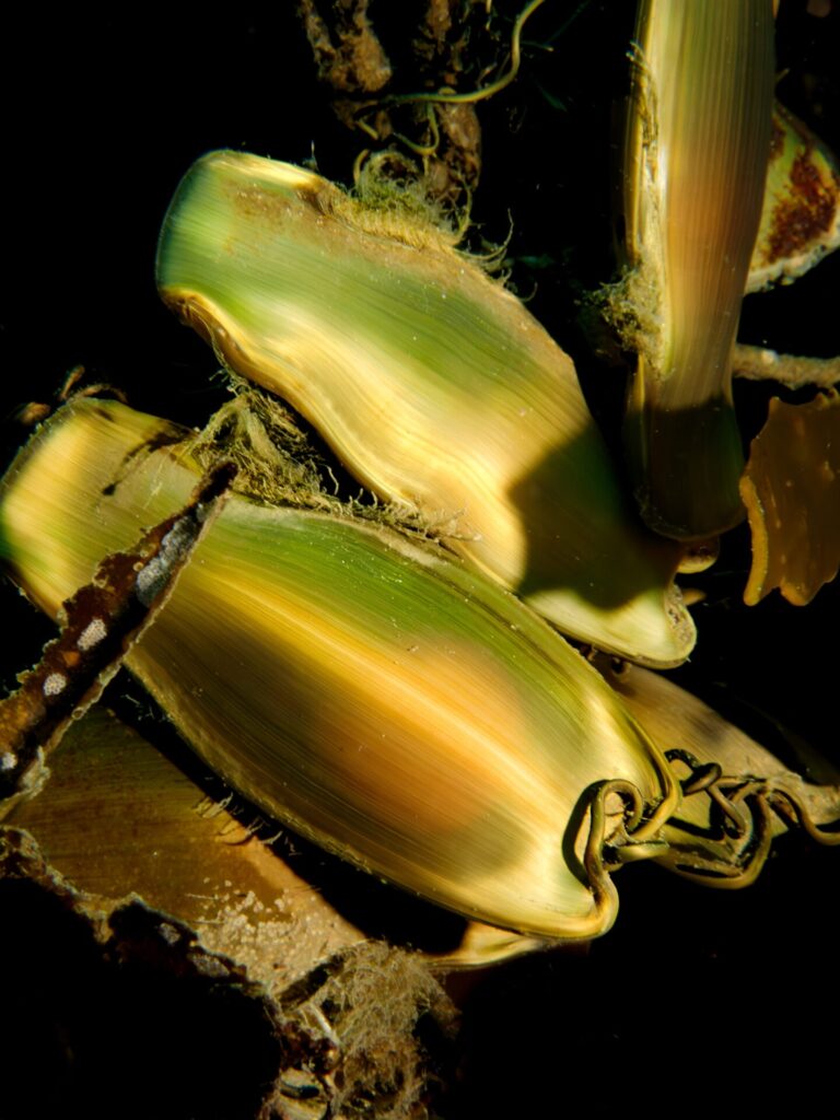 Créditos: ©Jonathan Rivas @pacificdive.cl