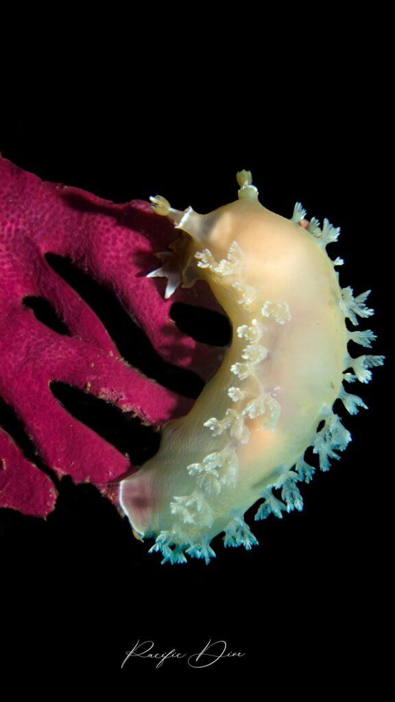 Nudibranquio. Créditos: ©Jonathan Rivas @pacificdive.cl