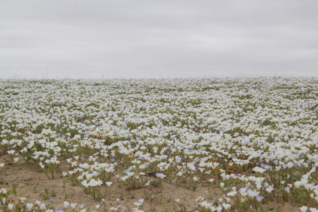 Floración de flores blancas en el desierto. Foto: Bárbara Tupper