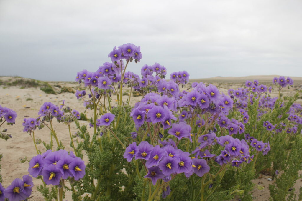 Flores en en el desierto florido. Foto: Bárbara Tupper
