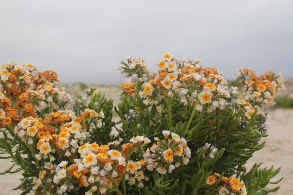 Flores naranjas en el desierto. Foto: Bárbara Tupper