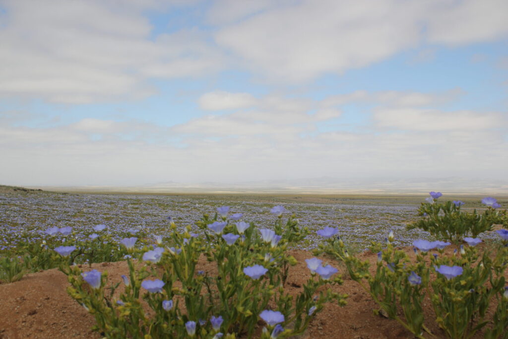 Flores azules en el desierto florido. Foto: Bárbara Tupper