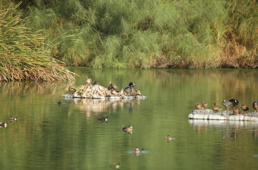 Las islas flotantes de vegetación son utilizadas por las aves acuáticas para descansar y algunas especies incluso han encontrado en ellas un sitio adecuado para reproducirse. Foto: cortesía Víctor Ayala
