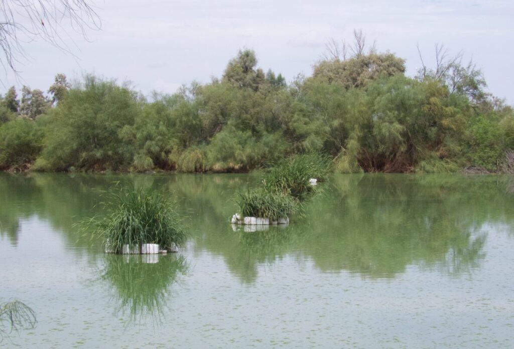 Islas artificiales de vegetación, una estrategia diseñada para mejorar la calidad del agua y generar hábitat para las aves acuáticas del lugar. Foto: cortesía Víctor Ayala