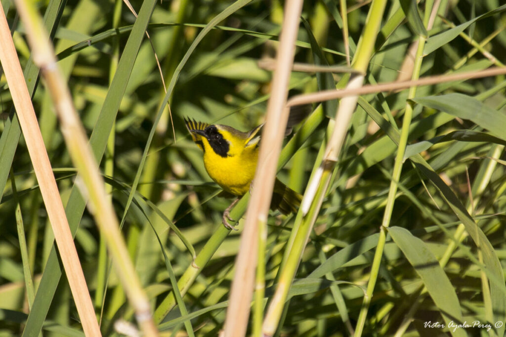 La mascarita peninsular (Geothlypis beldingi), especie endémica de Baja California Sur y catalogada En Peligro de Extinción por el gobierno mexicano. Foto: cortesía Víctor Ayala