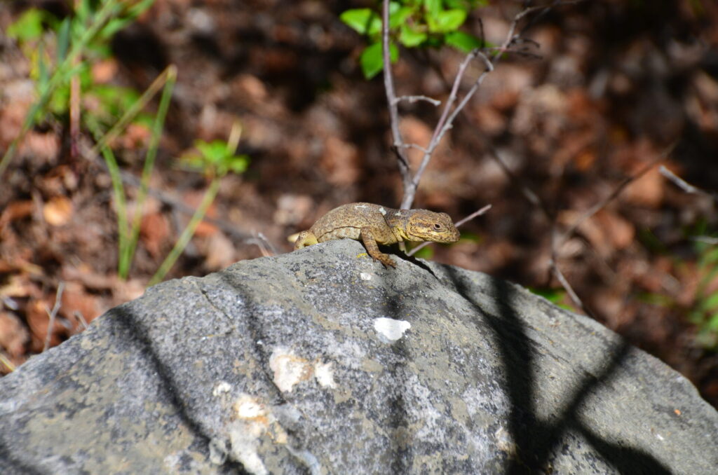 Lagarto Gruñidor de Valeria Pristidactylus valeriae. Créditos: Aron Teixeira