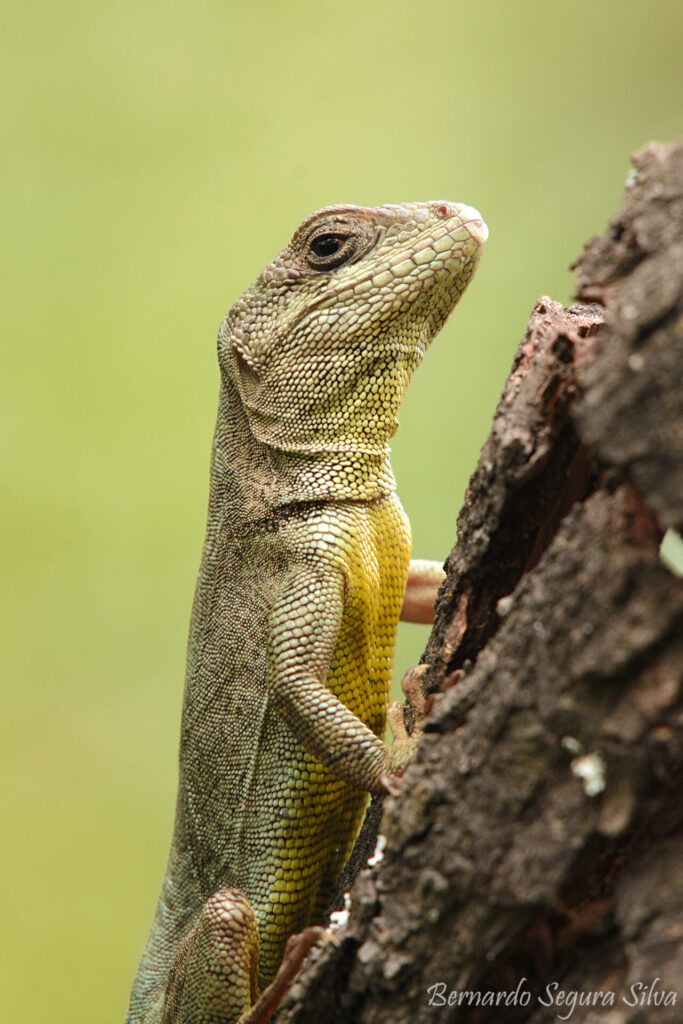 Lagarto Gruñidor de Valeria Pristidactylus valeriae. Créditos: Bernardo Segura