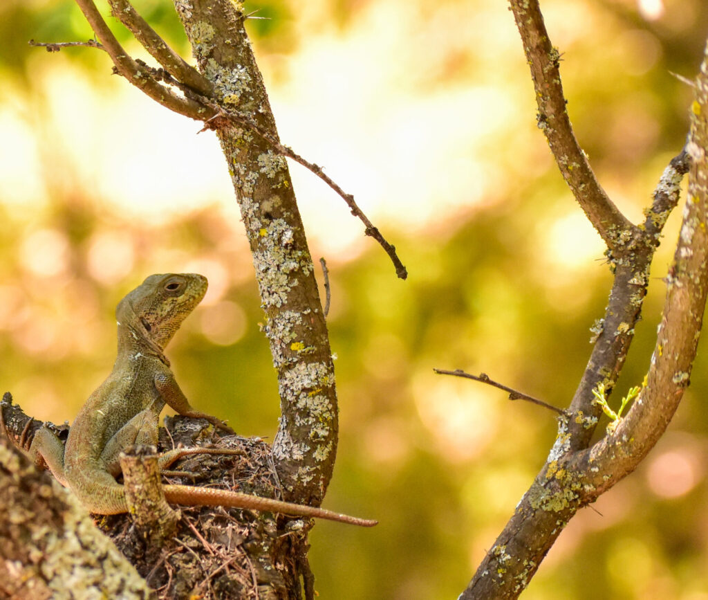 Lagarto Gruñidor de Valeria (Pristidactylus valeriae). Créditos: Nicolás Villaseca @niboldus