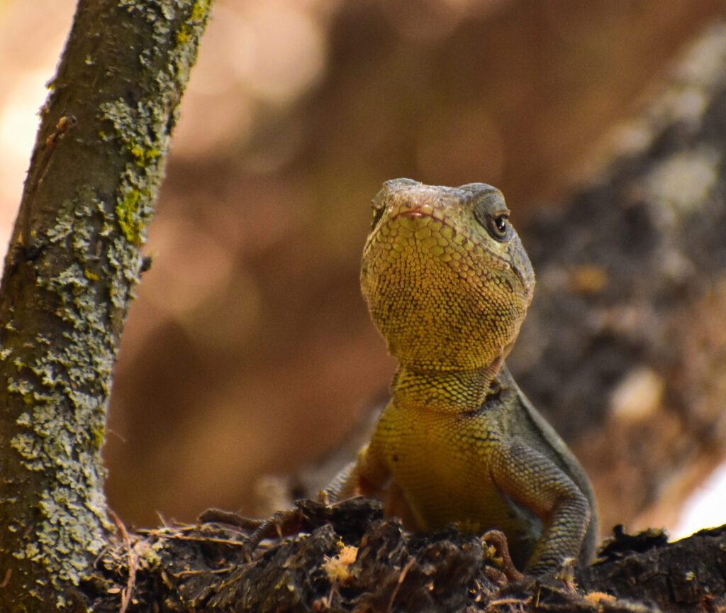 Lagarto Gruñidor de Valeria (Pristidactylus valeriae). Créditos: Nicolás Villaseca @niboldus