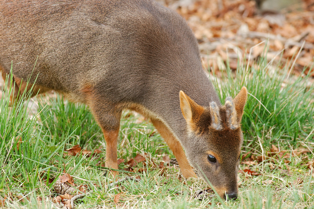 Pudú comiendo. Foto: iNaturalist Chile