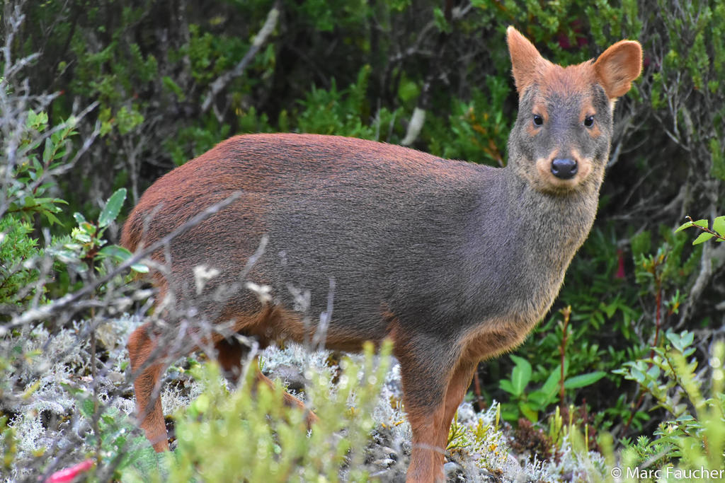 Pudú en la naturaleza. Foto: iNaturalist Chile