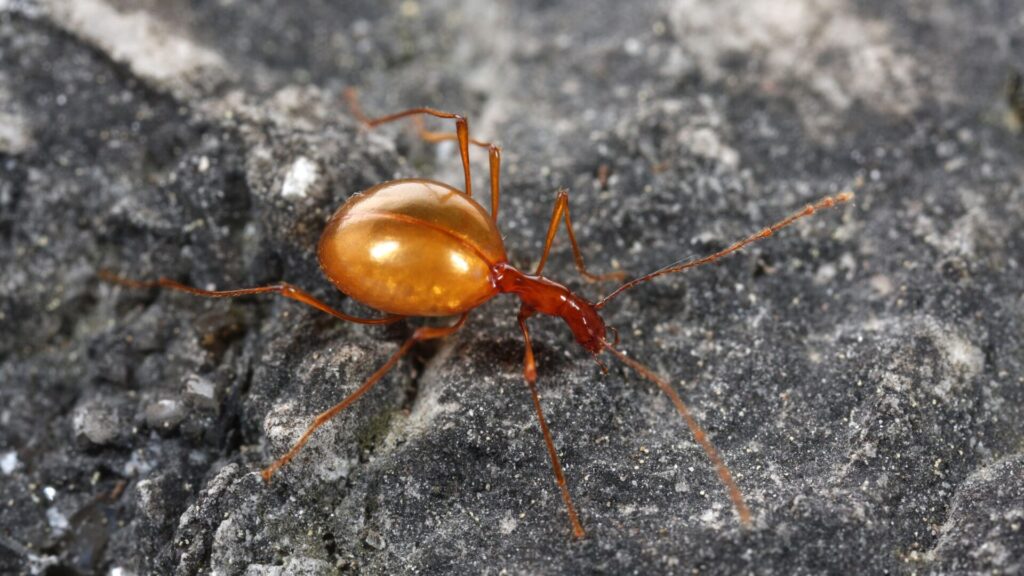 Leptodirus hochenwartii. Créditos: Yerpo.