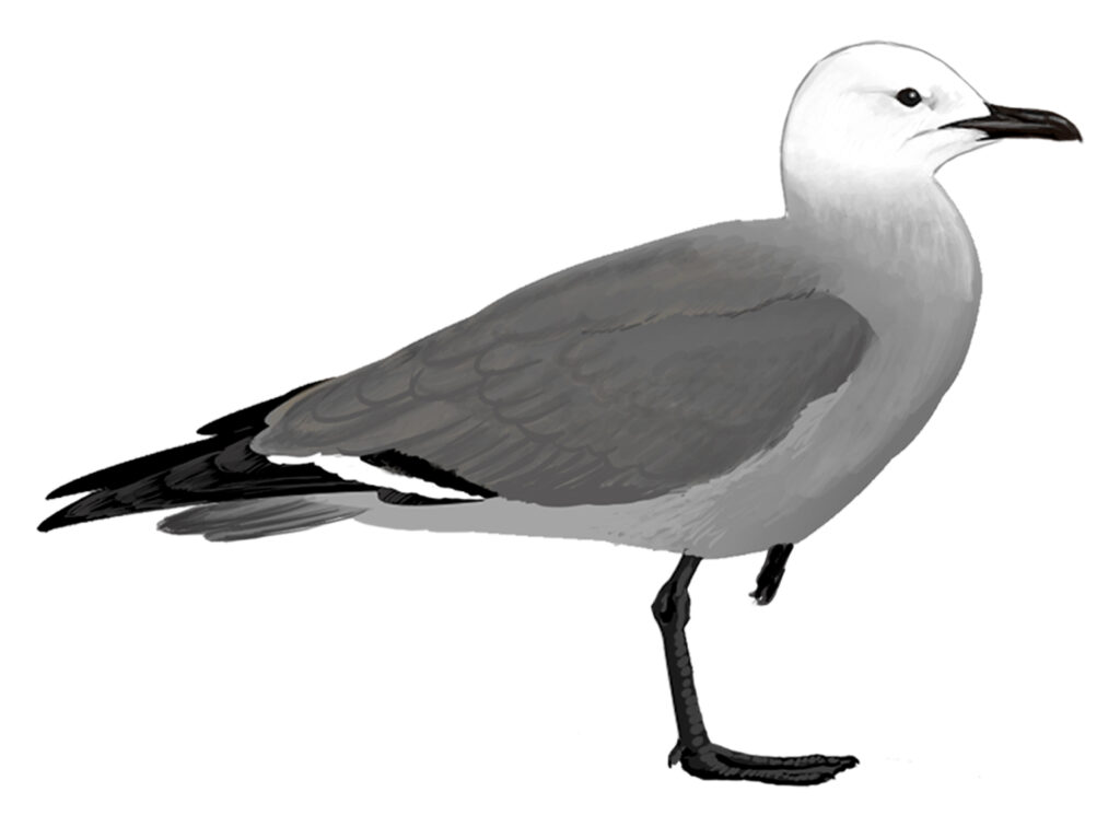 Gaviota de Garuma. Daniel Martínez-Piña, Museo Ediciones