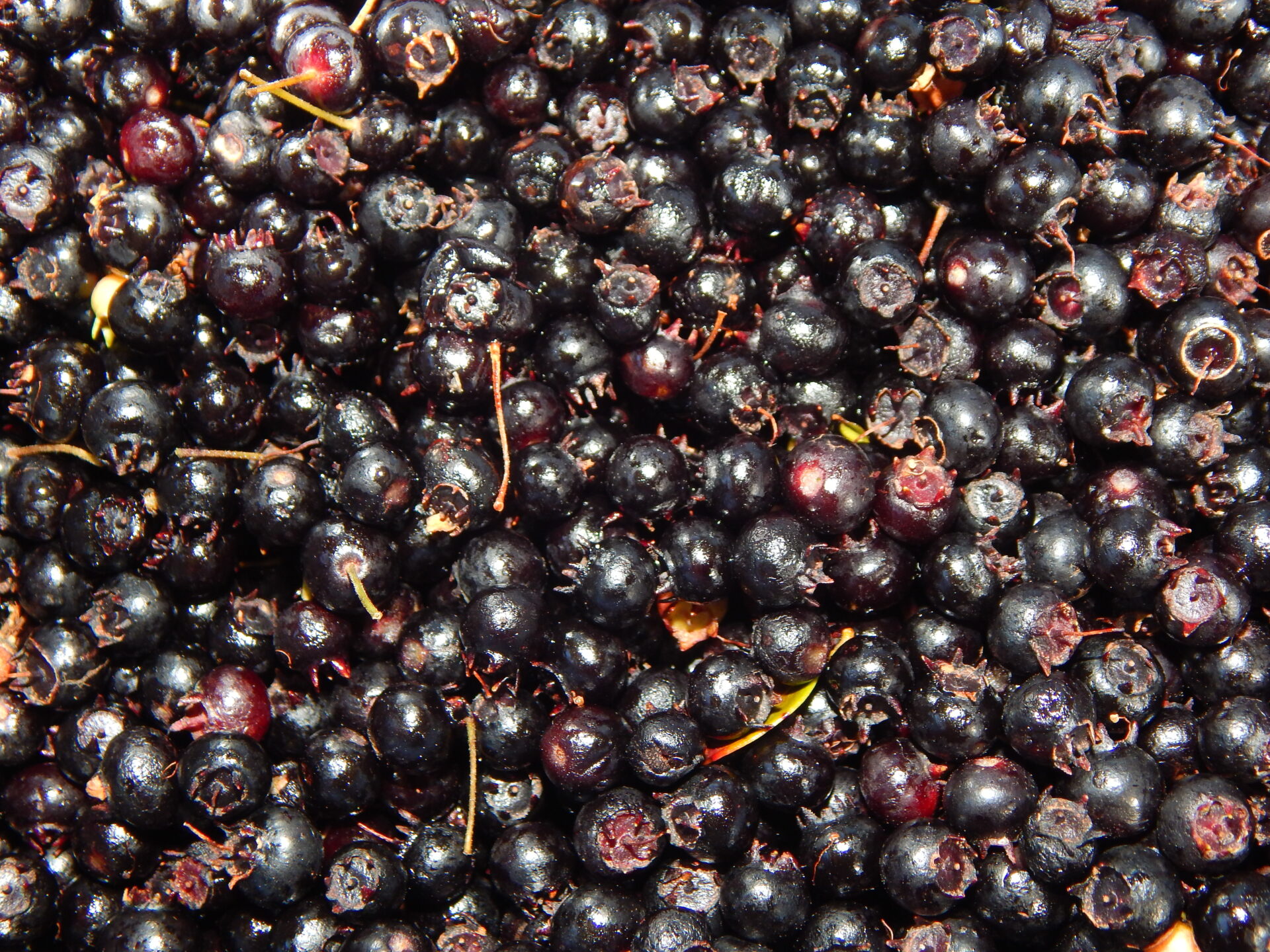 ¿Maqui, avellana, piñón, calafate? Conociendo los frutos nativos de Chile, sus usos y lugar cultural 