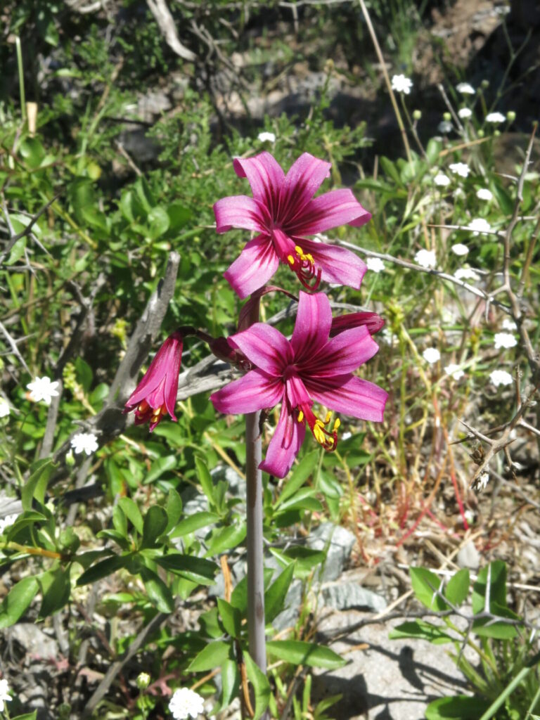 Macaya (Placea amoena), endémica de la región de Coquimbo. En el Durazno