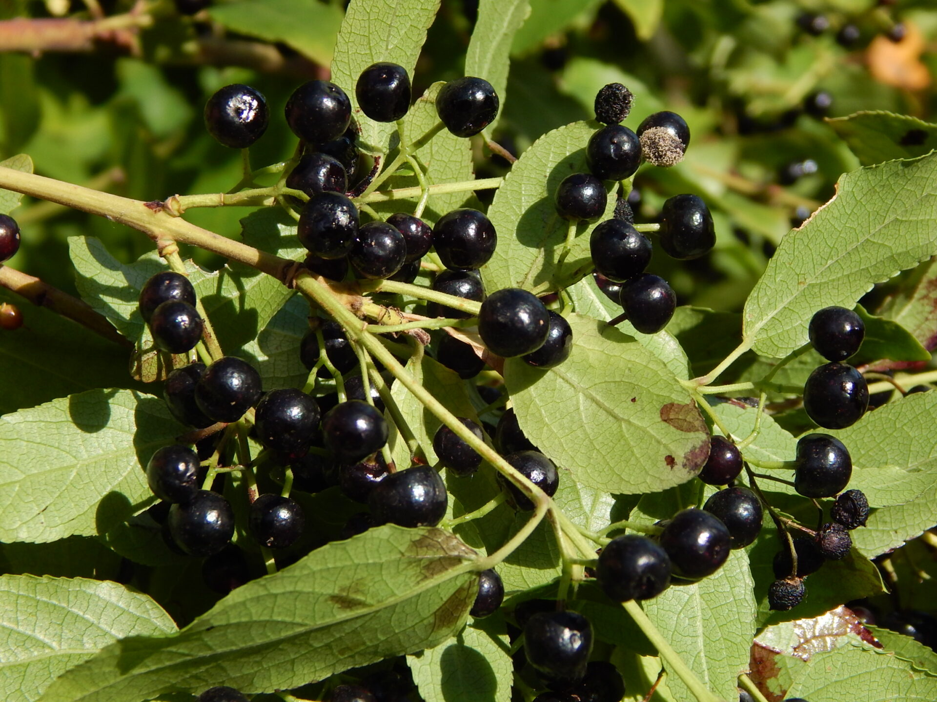 ¿Maqui, avellana, piñón, calafate? Conociendo los frutos nativos de Chile, sus usos y lugar cultural 