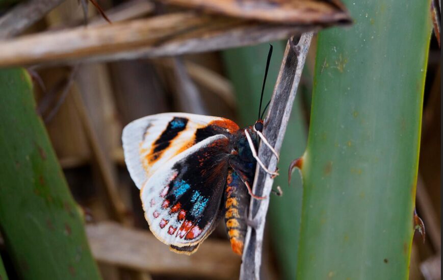 Mariposa del chagual (Patricio Novoa) en El Durazno