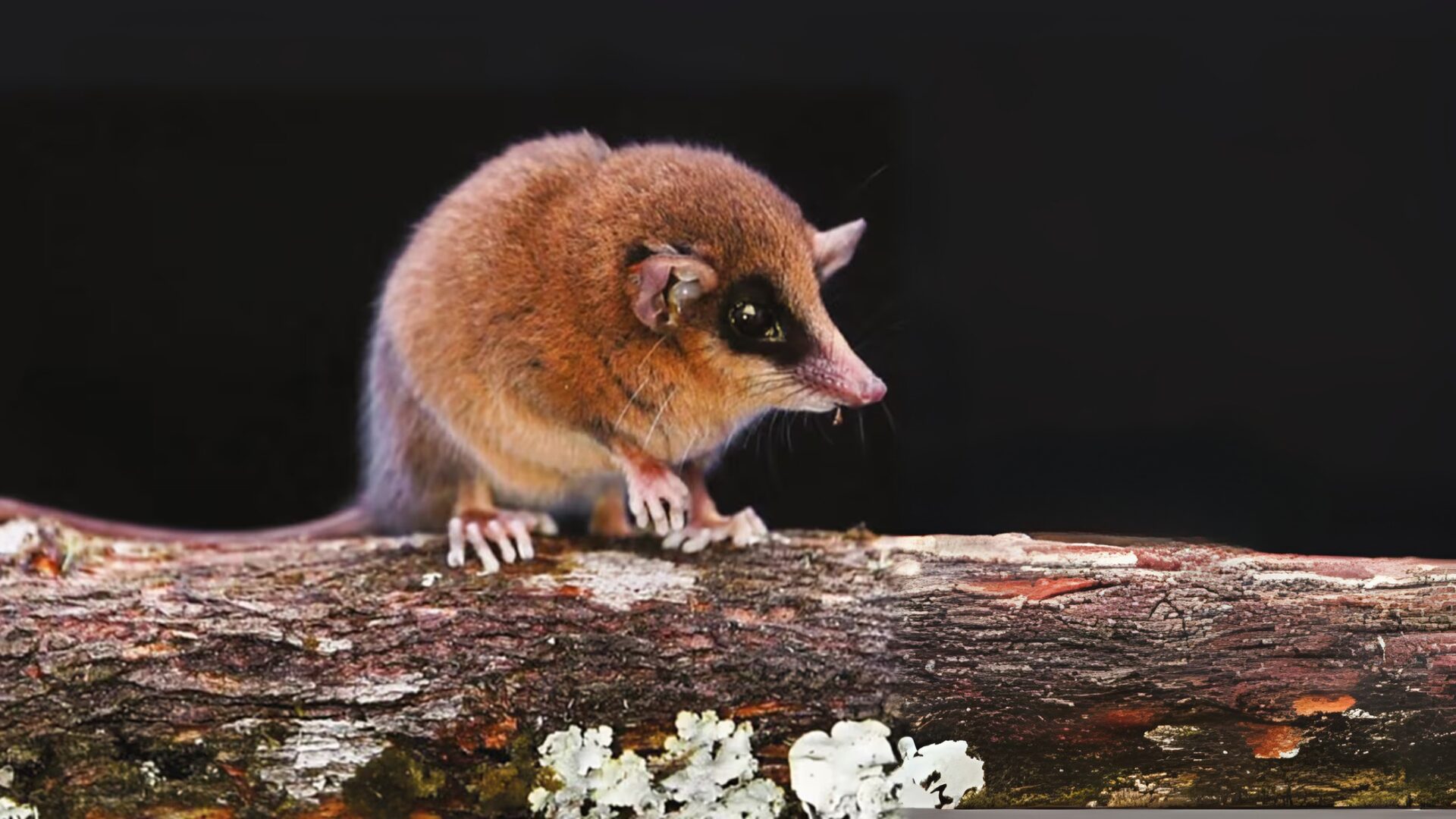 Perú: Cómo científicos descubrieron una nueva especie de marsupial en el Parque Nacional Río Abiseo mediante códigos de barras de ADN