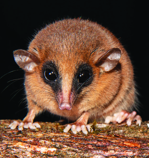 La nueva especie se caracteriza por su pelaje marrón rojizo, vientre anaranjado con base gris, rostro largo y estrecho. Foto: cortesía Silvia Pavan