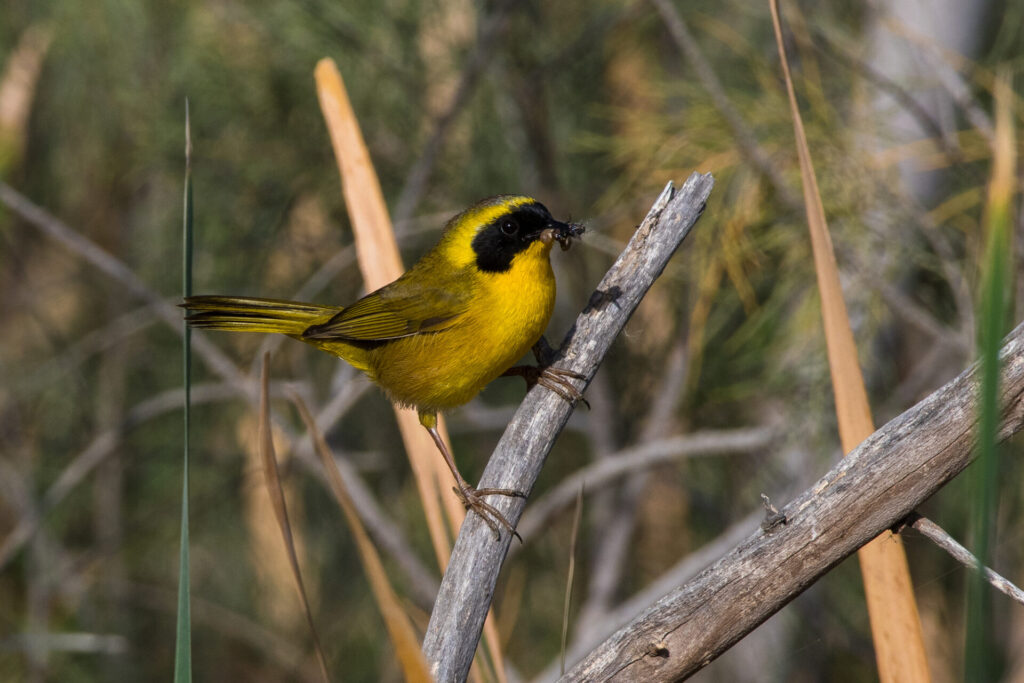 Mascarita peninsular (Geothlypis beldingi) fotografiada en abril de 2025 en las Lagunas del Ecoparque de la Juventud, en La Paz, Baja California Sur. Foto: cortesía Javier Alcalá / Lugares Pajarosos