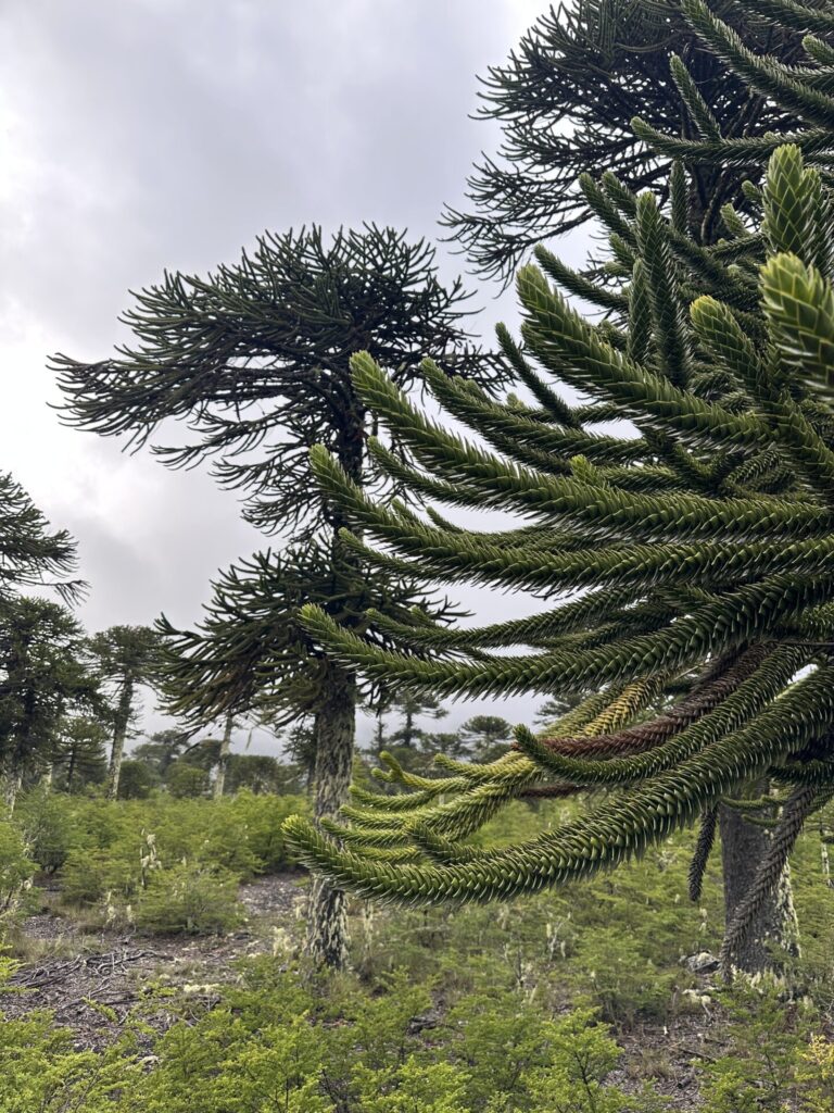 Araucaria araucana. Créditos: Matt Berger