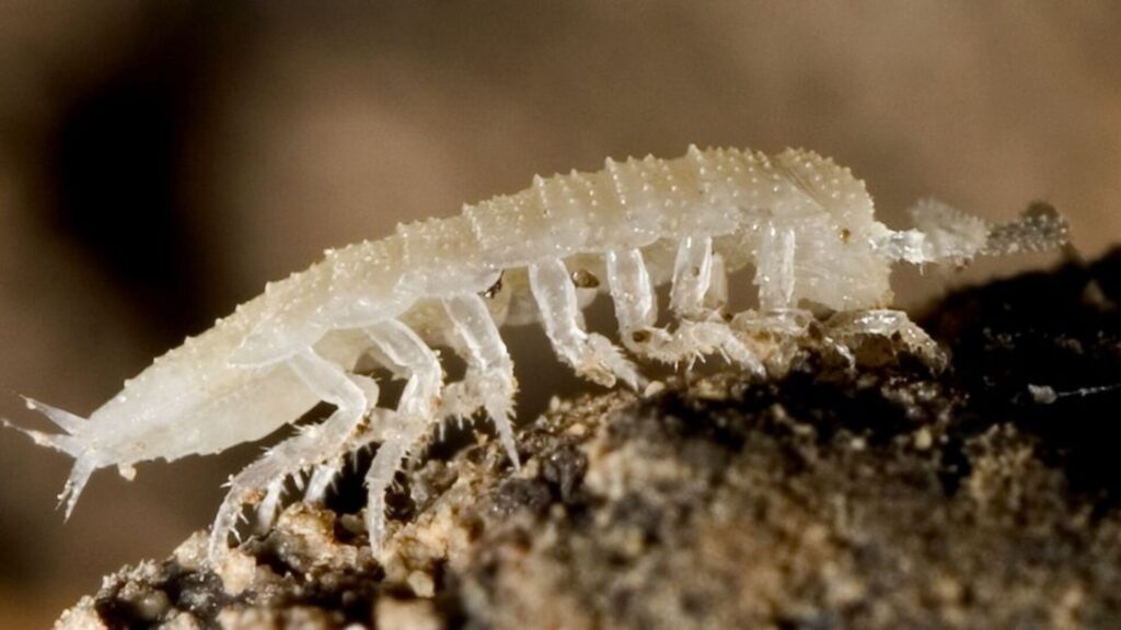 Mesoniscus graniger. Créditos: Kovács Richárd.