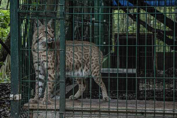 Mitsuo es un lince rojo al que le intentaron quitar los colmillos para tenerlo como mascota. Foto: Lizeth Ovando