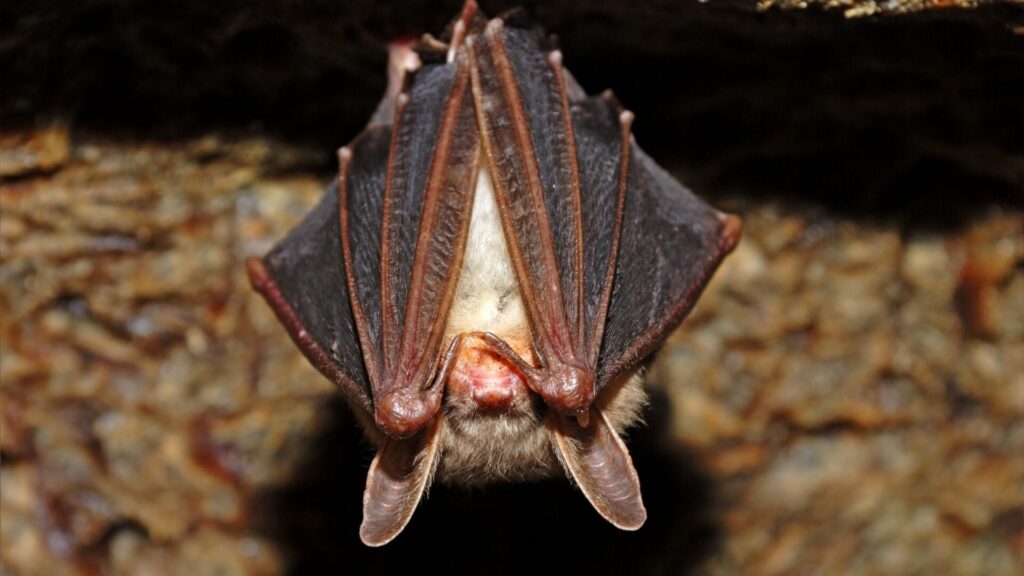 Murciélago de las cavernas. Créditos: Kyslynskyy.