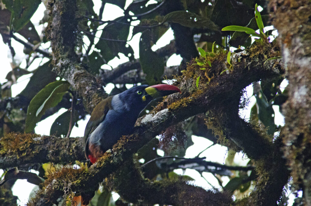 El Parque Nacional Río Abiseo se ubica en la región San Martín, en la Amazonía, peruana. Foto: Servicio Nacional de Áreas Naturales Protegidas por el Estado