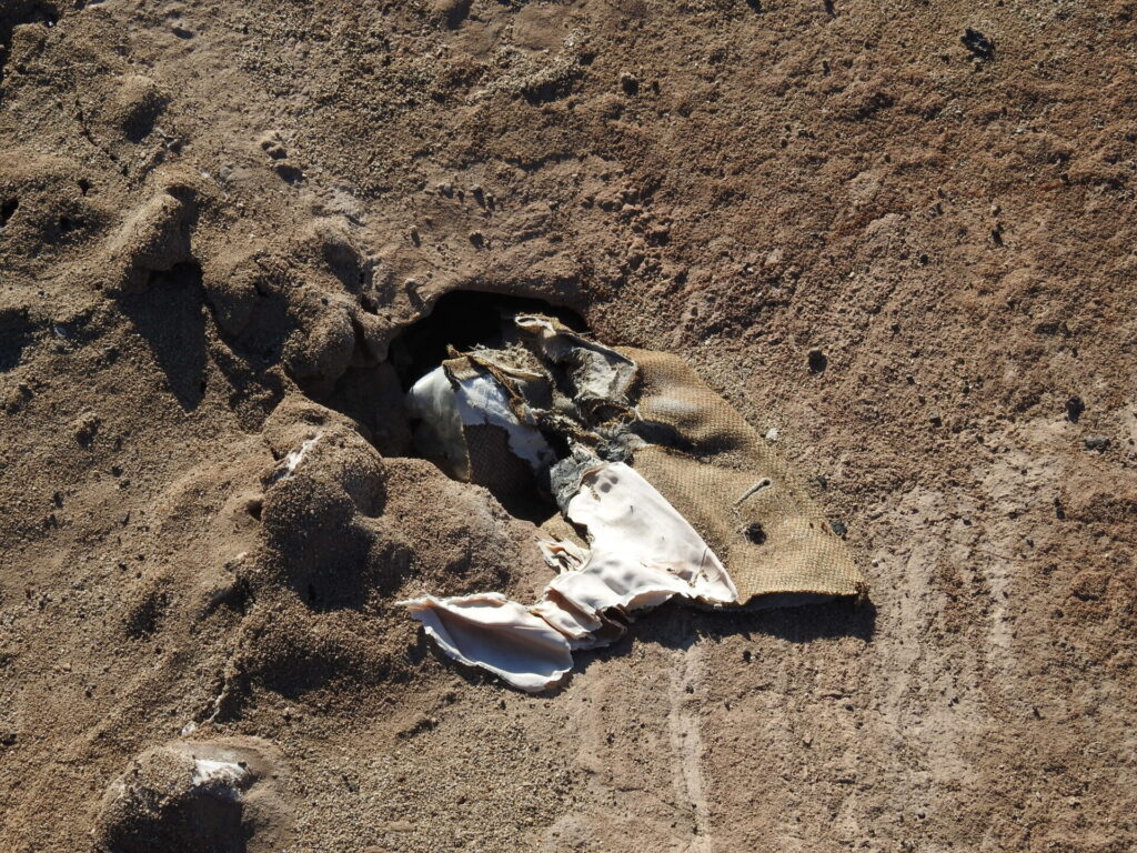 Nido golondrina de mar tapado por prendas. Créditos: ROC