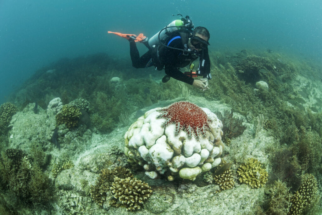 Buceo. Créditos: Octavio Aburto-Oropeza