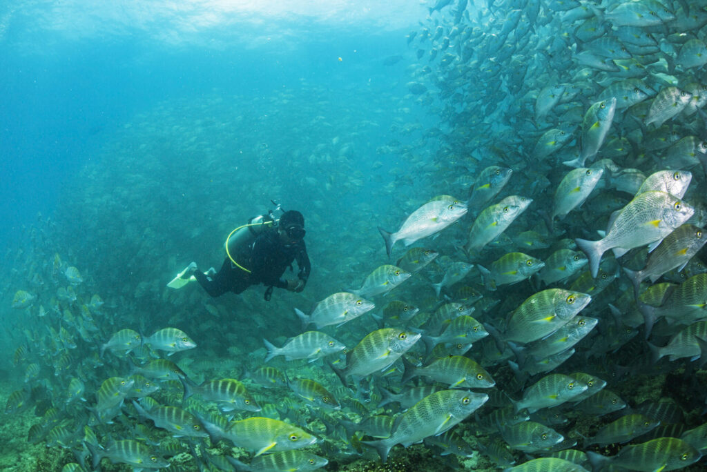 Buceo. Créditos: Octavio Aburto-Oropeza