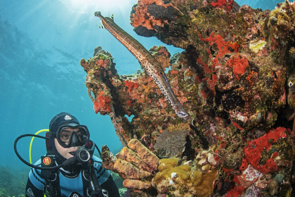 Buceo. Créditos: Octavio Aburto-Oropeza