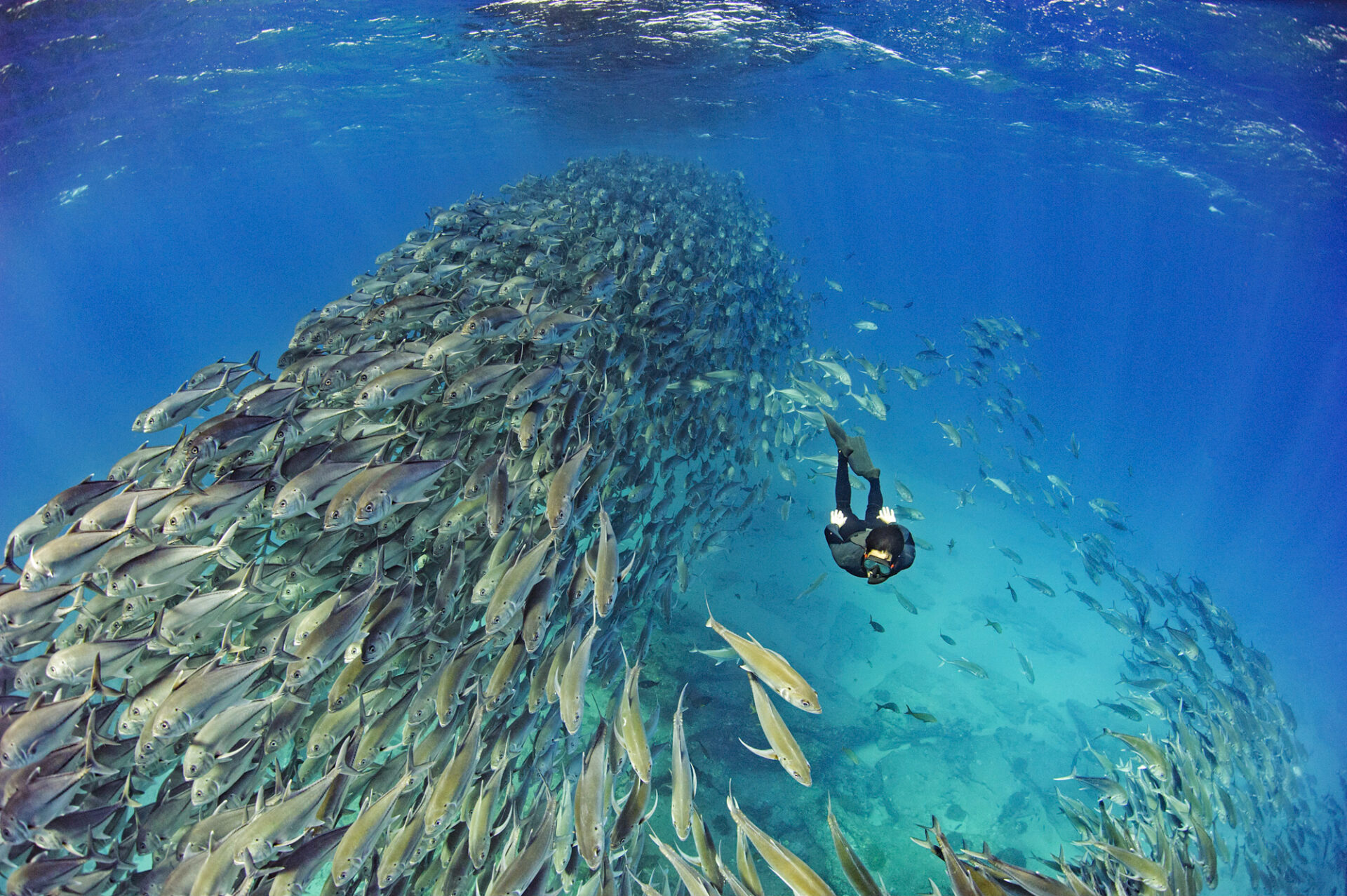 Nuevo estudio posiciona al buceo como aliado de la conservación: genera hasta 20 mil millones de dólares anuales sin extraer nada del océano